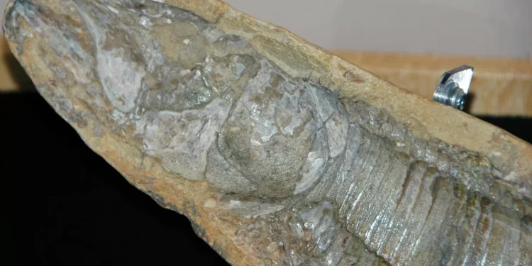 Fósseis retirados da Bacia do Araripe voltam ao Brasil 30 anos depois