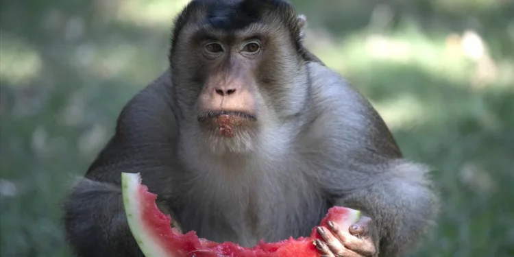 Macacos podem brincar ao “faz de conta” e imaginar como os humanos