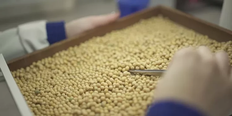 Frísia e Castrolanda iniciam intercooperação no setor de sementes