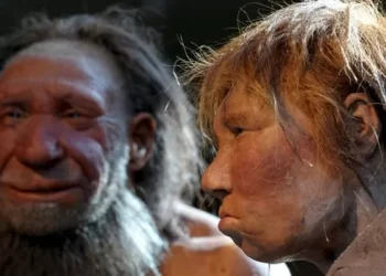 A descoberta reveladora sobre o sexo entre neandertais e humanos